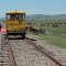 Livestock on the tracks