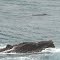 Humpback Whale