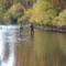 Fishing the Yampa