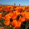 Antelope Valley California Poppy Reserve