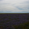 High Desert Wild Flowers