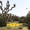 Joshua trees and goldfields, Antelope Valley, CA
