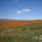 im Antelop Valley