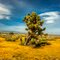 Joshua Tree and Gold Fields