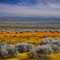 Poppy Panarama 2011