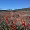 Desert Pines Wildlife Sanctuary