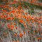 Antelope Valley Poppy Reserve