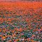 Poppies in 1998
