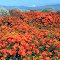 Poppies and the mountains 1998