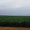 Stawberry Cultivation