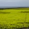 Wildblumen am Ozean