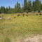 Cattle grazing in Markwood Meadow, Sierra National Forest