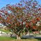 46. The tree near La Brea tar pits Los Angeels