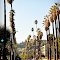 The lollipop palm trees of LA
