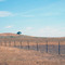 Dunnigan Hills