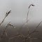 Dew From Fog