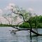 Water Tree