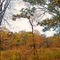 Autumn Leaves