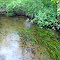 Clear water in North Ore Creek (Dunham Rd, Hartland, MI)