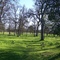 oaks on skyway