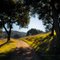 Shady oaks and dappled sunlight – Horizontal