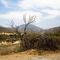 Silverado Canyon Dead Tree