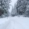 Fresh Snow