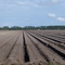 Potato Field near Spuds