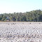 Turkeys in the tater field