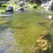 Feather River at Nelson Creek