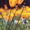 Orange-Yellow Poppies-Lewis Road, Watsonville, Ca 1980