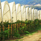 White Canopies ...09.20.08*