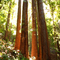 Glowing redwoods