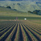 strawberry fields