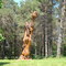 Willow Tree Carved by Paul Frenette near Baden
