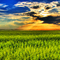 Canola Field