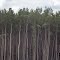 Trees along the road