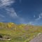 Spring Flowers Near Coalinga