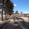 Coalinga Cattle #2 May 2010