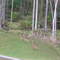 Deer in Wesley Chapel, Florida
