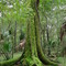 live oak deep in the Big Cypress Swamp, Pasco County (9-2008)