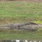 Gator at Lake Bernadette Golf  Course