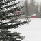 Spruce Tree in Winter