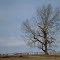 Tree in a field