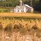 Farming the old way