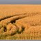 Ready For Harvest