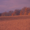 the soybeans are ready