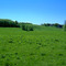 cow in the field
