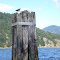 Osprey Nest in Cowichan Bay BC