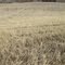 Open Prairie Foreground, Giant Railway Trestle Background - Scenery Near Rochfort Bridge AB, Apr '10